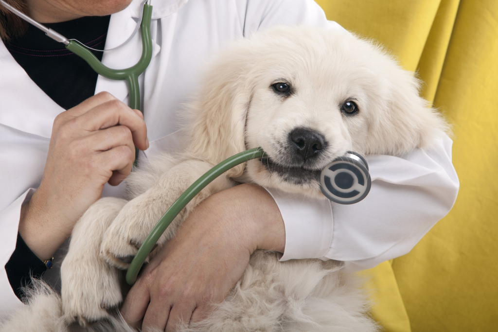 All About : Pet Health Insurance 