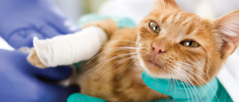 All About : Pet Health Insurance 